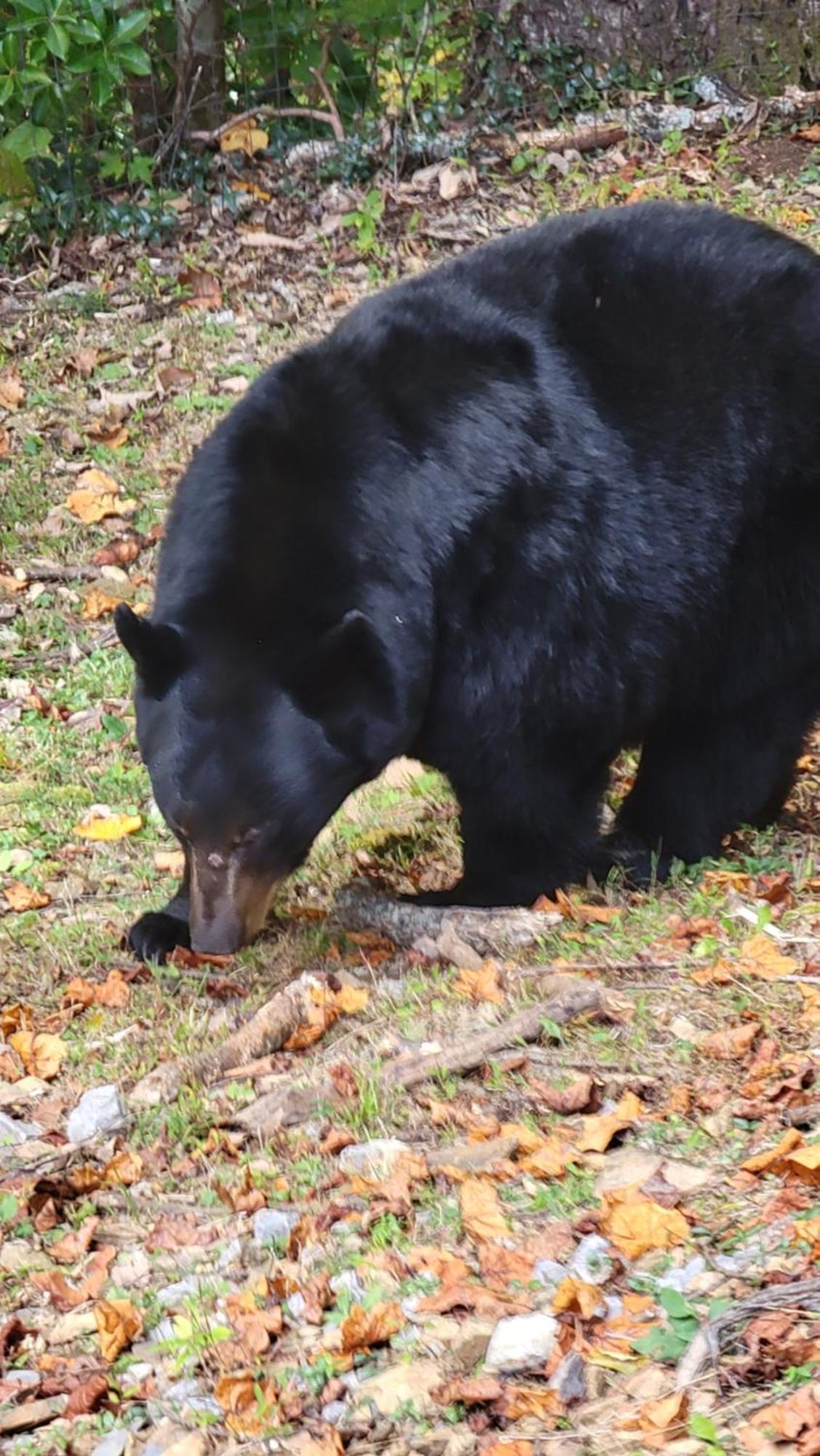 Bear Necessities, Luxury 5Bd Mtn Views, Hot Tub, Many Bear Sightings Villa Gatlinburg Exterior photo