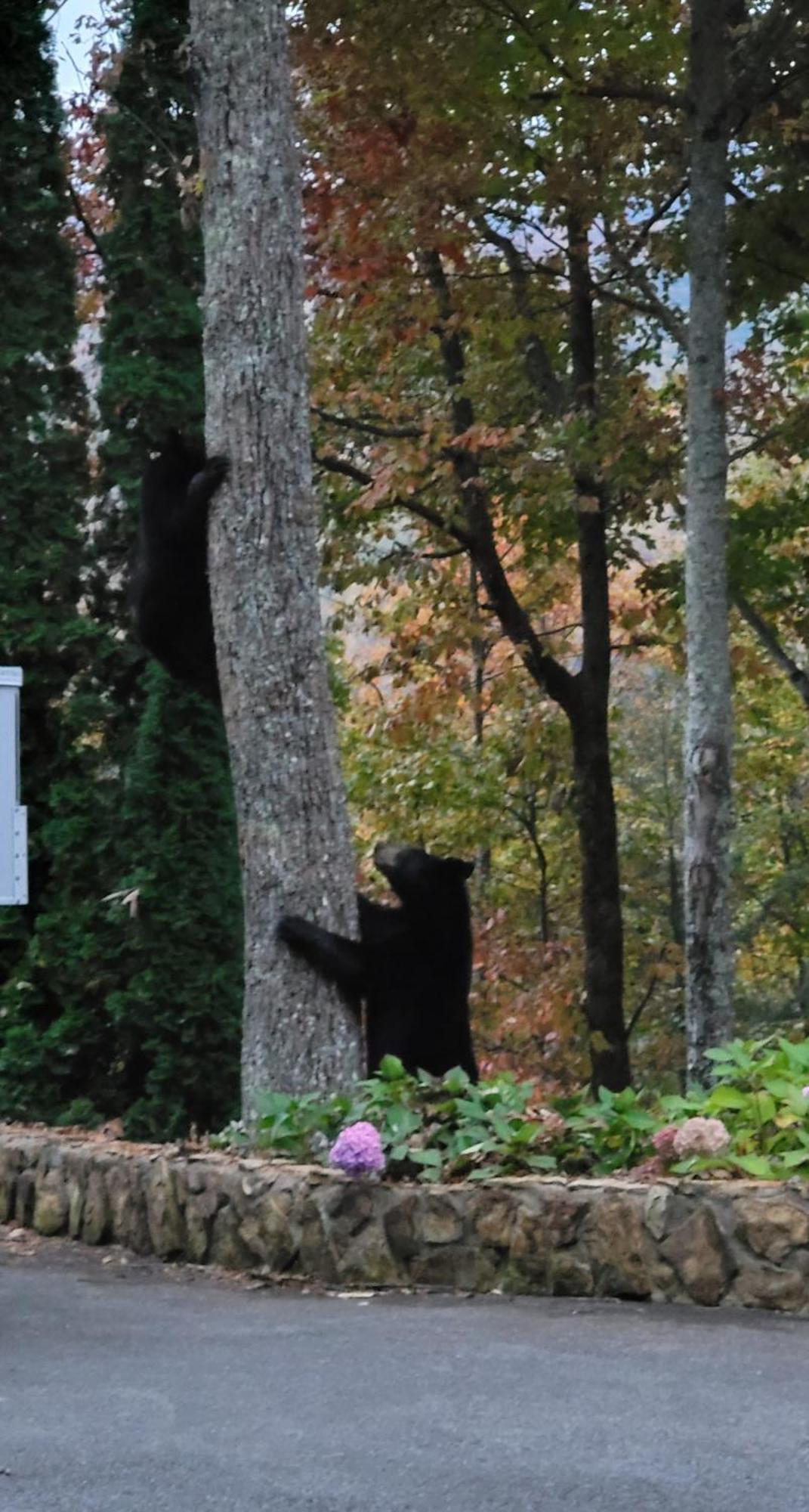 Bear Necessities, Luxury 5Bd Mtn Views, Hot Tub, Many Bear Sightings Villa Gatlinburg Exterior photo